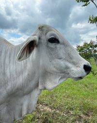 Close-up of a horse on field
