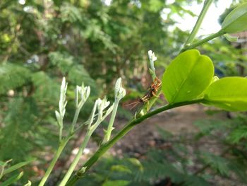 Close-up of insect on plant