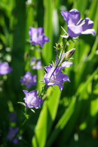 Close-up of purple iris flower on field