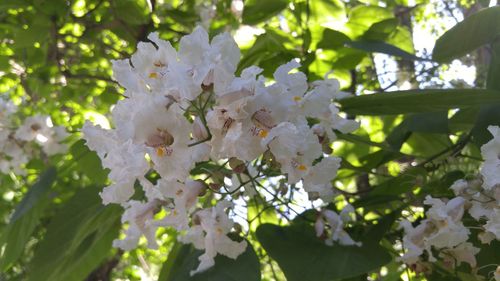 Low angle view of apple blossoms in spring