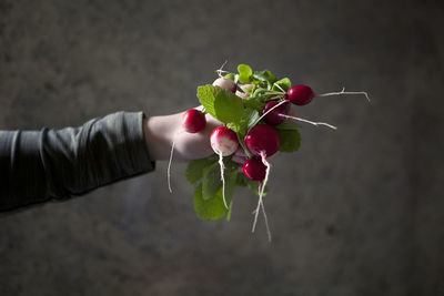 Close-up of hand holding red berries