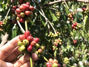 Close-up of red berries growing on tree