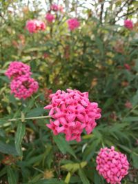 Close-up of pink flowers blooming outdoors