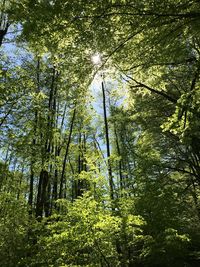 Low angle view of bamboo trees in forest