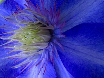 Close-up of purple flowers