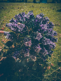 Close-up of purple flowering plant on field