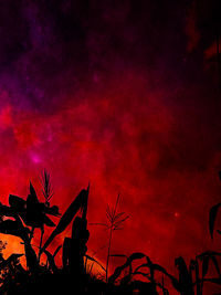 Low angle view of silhouette plants against dramatic sky at sunset