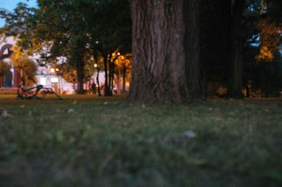 Surface level of trees on field in park