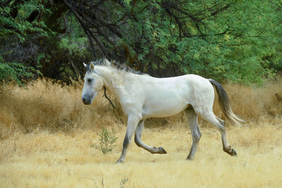Side view of horse running on field