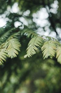 Close-up of leaves