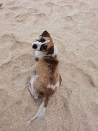 High angle view of dog on sand