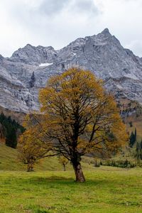 Colorful maple trees in autumn