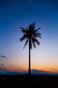 Palm tree by sea against sky during sunset