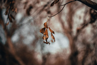 Close-up of dry leaves on branch