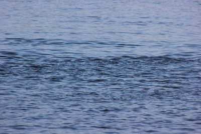 Full frame shot of swimming in sea