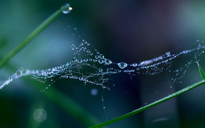 Close-up of spider on web