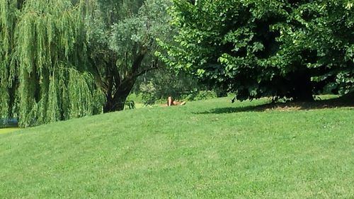 Scenic view of grassy landscape