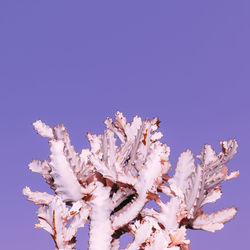 White cactus. albinos.minimal art