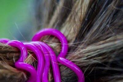 Close-up of pink flowers