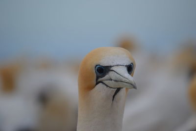 Close-up of bird