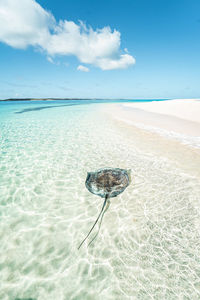 Scenic view of sea against sky with stingray in the shallows 