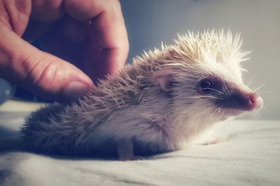Close-up of hedgehog 
