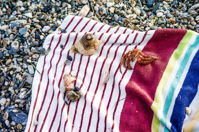 High angle view of a hermit crabs and shells on a striped towel resting on beach