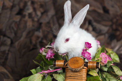 Close-up of white cat with pink flowers in basket