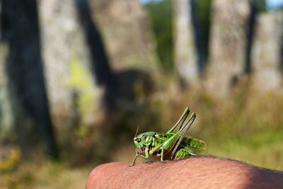 Close-up of insect on hand