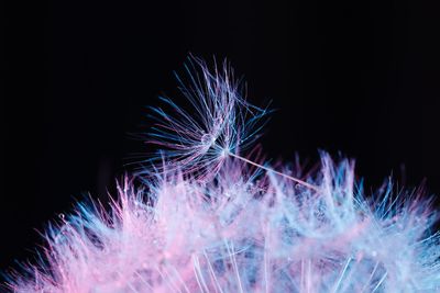 Close-up of firework display against sky at night