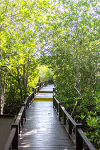 Footpath along trees in park