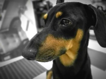 Close-up portrait of black dog