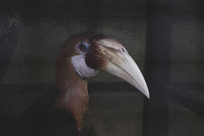 Close-up of a rangkong bird,  rare bird
