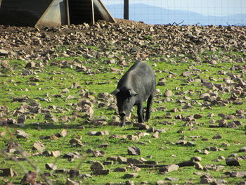 Sheep grazing in a field