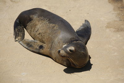 High angle view of sea lion on beach