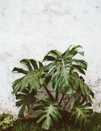 High angle view of potted plant against wall