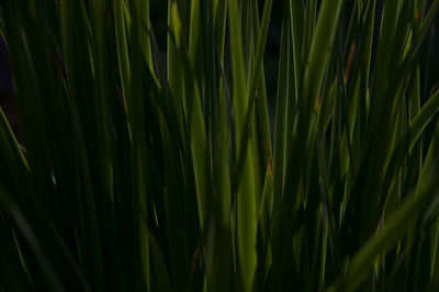Full frame shot of green leaves