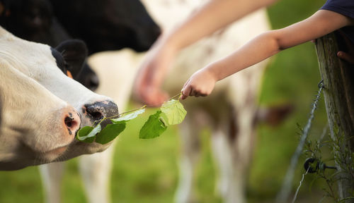 Close-up of a hand feeding a cow 