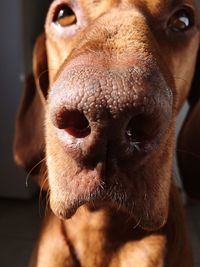 Close-up of vizsla dog