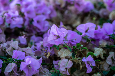 Close-up of purple flowering plants