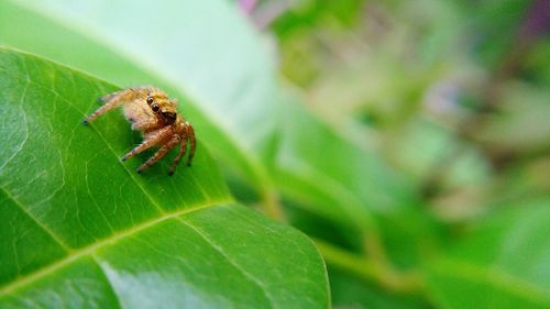 Close-up of insect on plant