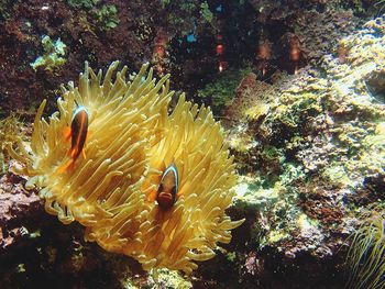 View of fish swimming in sea