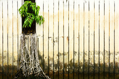 Potted plant by fence against wall