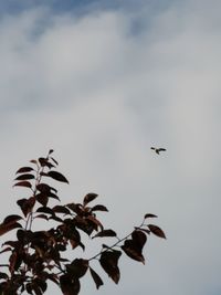 Low angle view of birds flying in sky