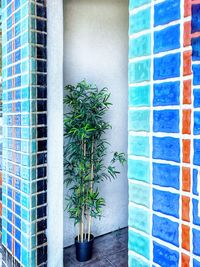 Close-up of potted plant against window