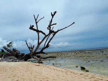 Bare tree on beach against sky