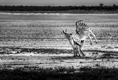 Zebra on field against sky