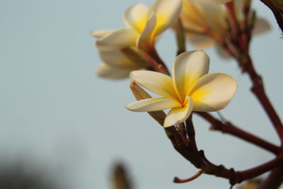 Close-up of yellow flowering plant