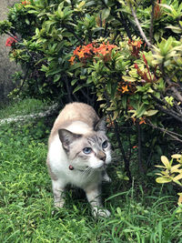 View of a cat