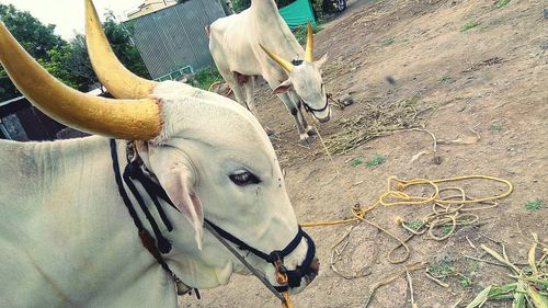 Close-up of cow